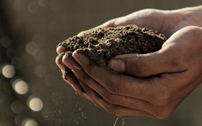 Due mani congiunte che sollevano della terra