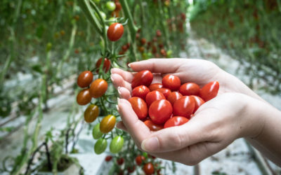 Una mano con pomodorini appena raccolti