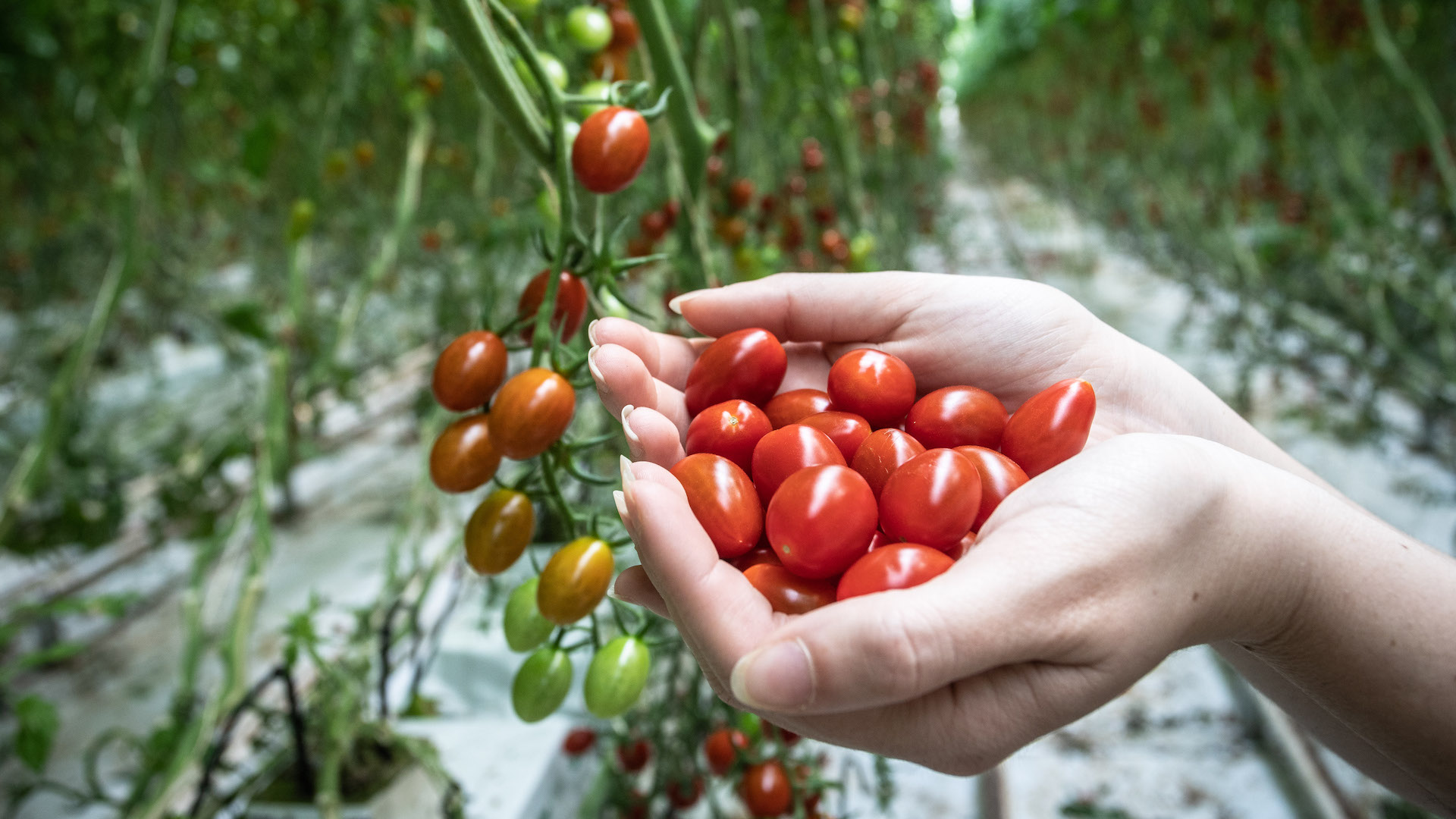Una mano con pomodorini appena raccolti
