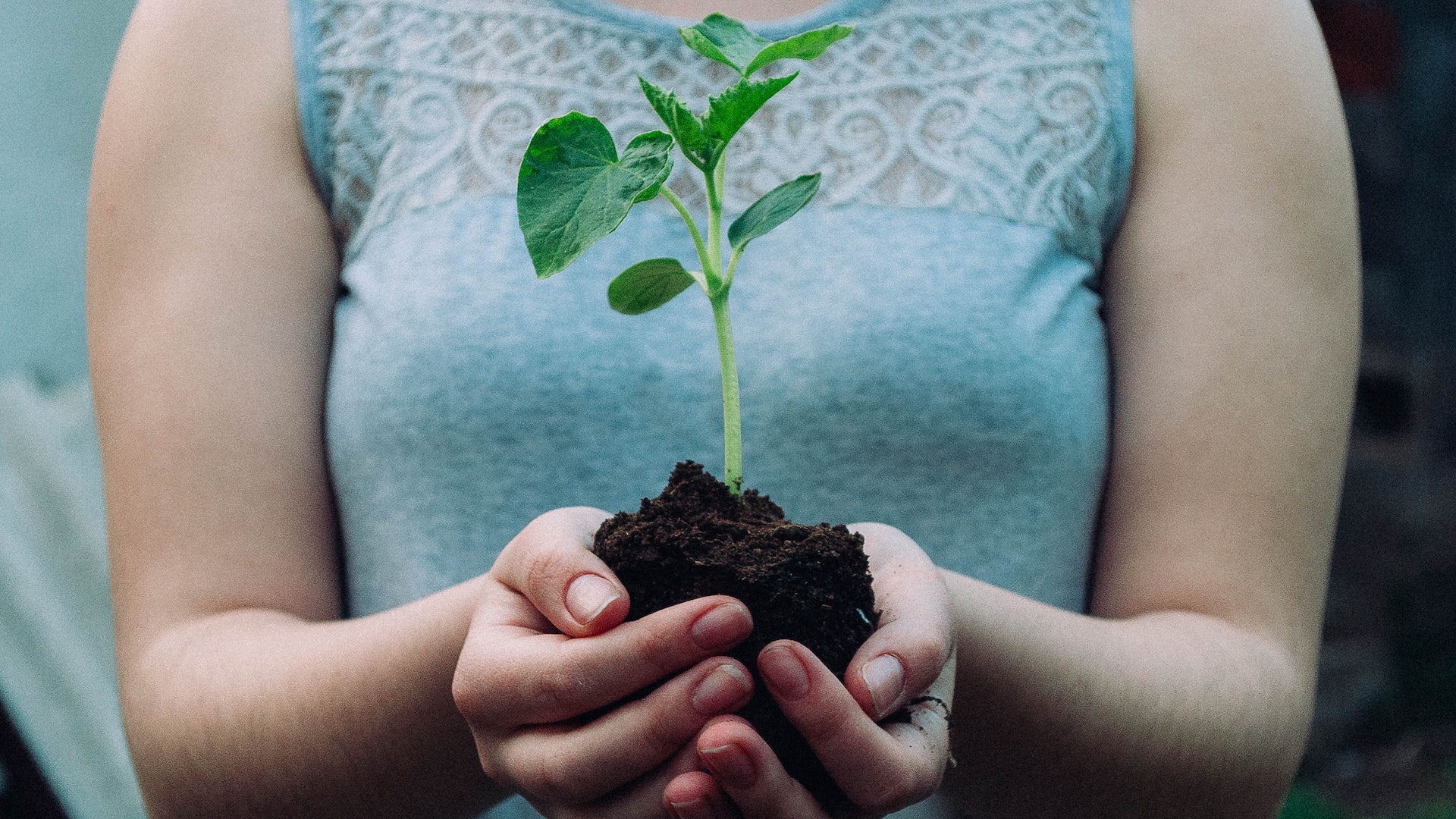 Mani di una persona che tengono una piccola quantità di terra e una piantina