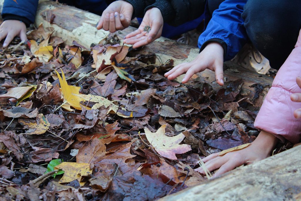 Mani dei ragazzi che toccano le foglie del bosco